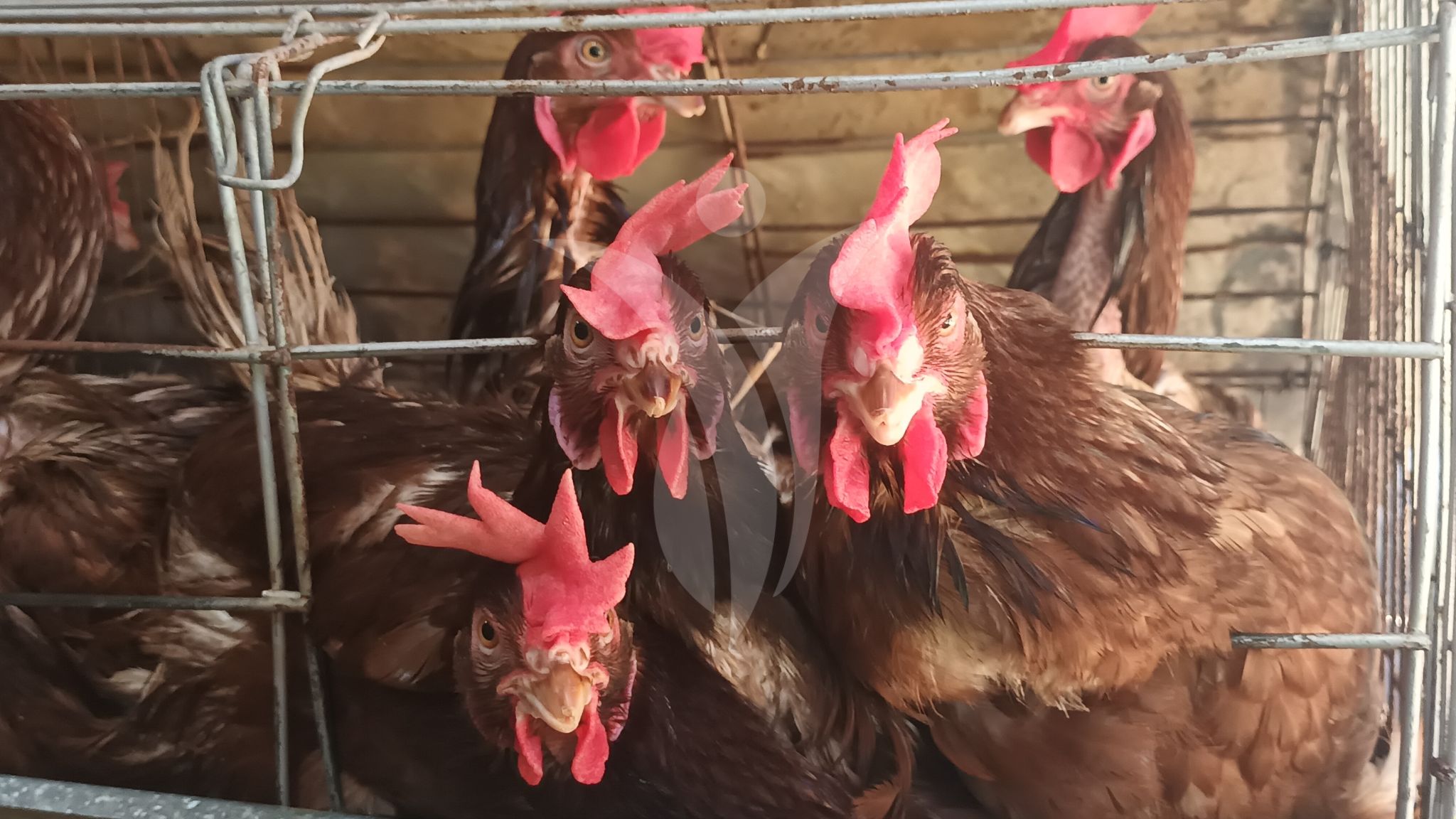 Huevos para ovoproductos Inagrofar 2